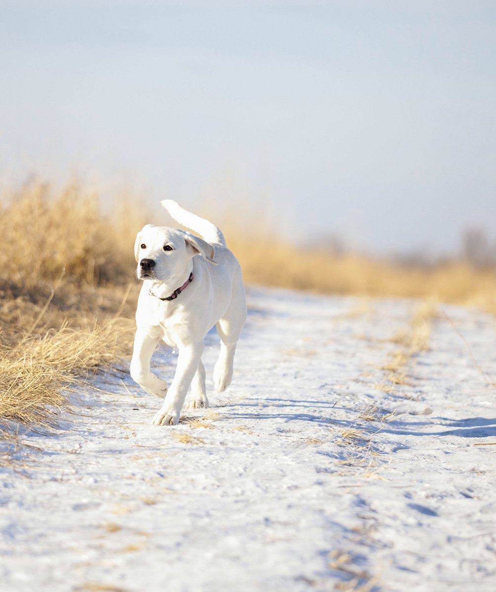 Dog running in the snow